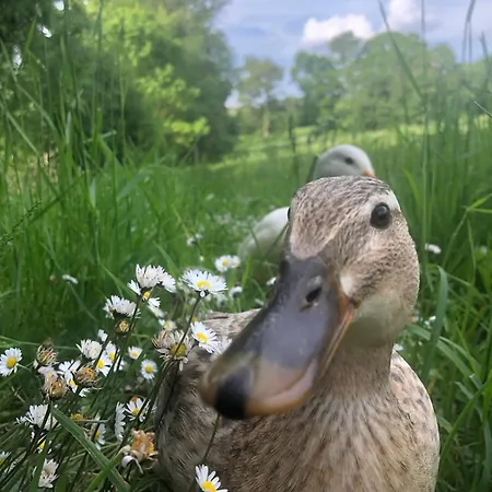 Le Tarin Des Aulnes - Grand Nenuphar アパート *