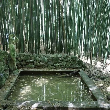 Le Tarin Des Aulnes - Grand Nenuphar