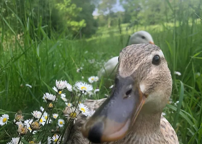 Le Tarin Des Aulnes - Grand Nenuphar Lägenhet *