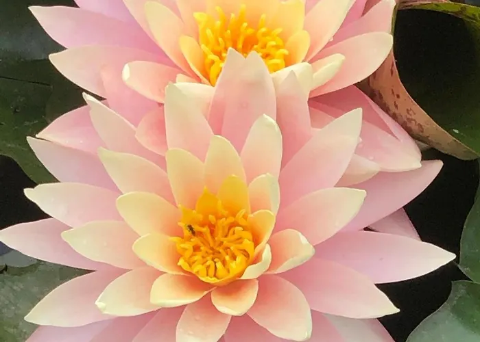 Le Tarin Des Aulnes - Grand Nenuphar Lägenhet Lectoure