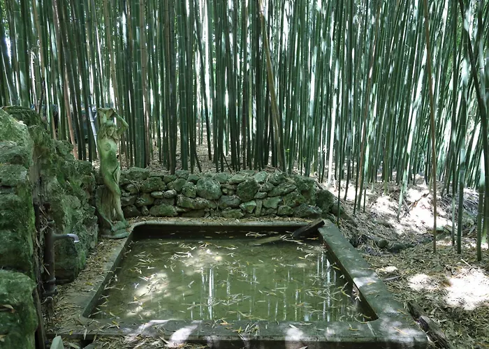 Le Tarin Des Aulnes - Grand Nenuphar